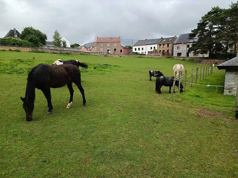 Photo : Equi & Vie, Manèges - Centres équestres & Haras à Jemeppe-sur-Sambre