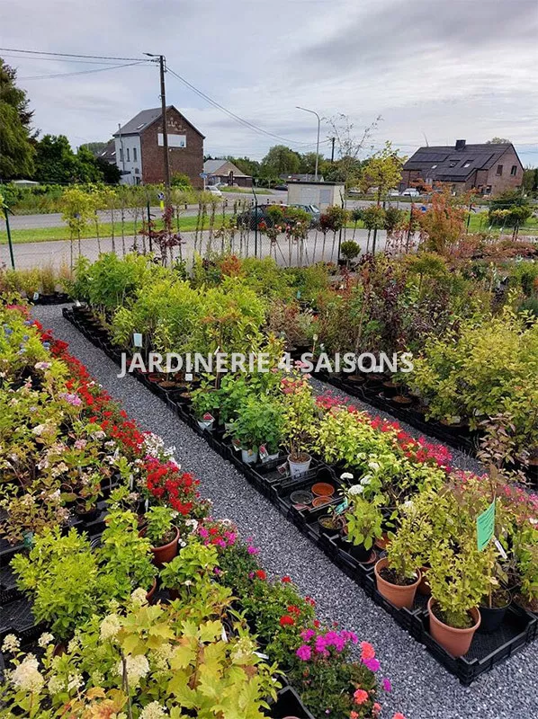 Photo : Jardinerie 4 Saisons, Pépinières et horticulture à Cognelée