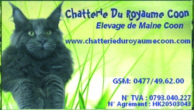 Chatterie du Royaume Coon