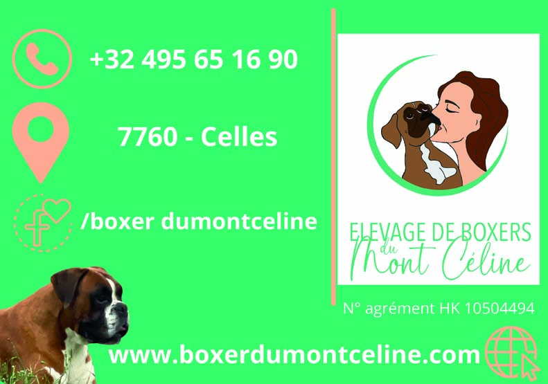 Elevage de Boxer